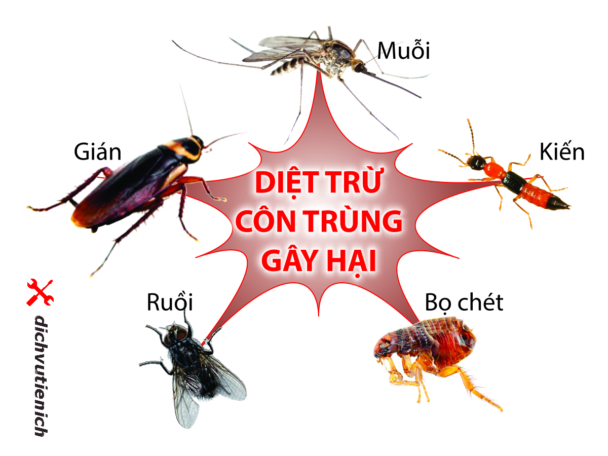 Dịch vụ diệt côn trùng chăm sóc nhà cửa