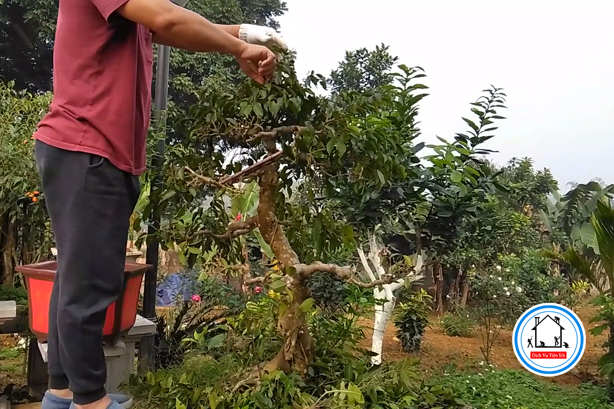 Cắt tỉa, chăm sóc cây cảnh, cây bonsai